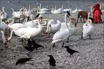 . An der Isar -

Schw�ne, Rabenkr�hen und ein Hund in M�nchen.

17.03.2015 (M)