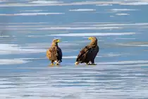 Auch wenn sich diese Seeadler auf dem Schmachter See scheinbar grimmig anschauen, fliegen sie kurz nach dieser Aufnahme gemeinsam in Richtung S�den. - 15.02.2017
