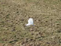Kaum hat mich dieser Silberreiher (Ardea alba, Casmerodius albus, Egretta alba) wahrgenommen, setzt er auch schon zum Wegfliegen an, mit eingezogenem Hals freilich, wie alle Reiher beim Fliegen; am Elbe-Lübeck-Kanal zwischen Berkenthin und Krummesse; 15.02.2017
