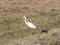 Silberreiher (Ardea alba, Casmerodius albus, Egretta alba) auf einer Wiese am Elbe-L�beck-Kanal zwischen Berkenthin und Krummesse; 15.02.2017
