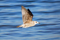 Tief fliegende Mwe. - 15.02.2017