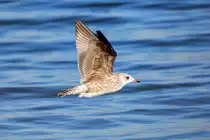 Tief fliegende M�we. - 15.02.2017