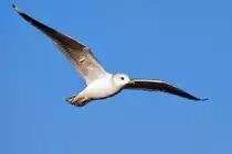 Eine M�we zieht vorbei. - 15.02.2017