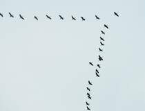 KRANICHE-SIE KOMMEN ZURCK....
Schon mehrmals in den letzten Tagen konnte man das typische  Geschrei 
der Winterurlauber auf ihrem Flug ber das Siegerland vernehmen-
heute vormittag,am 18.2.2017 berquerte wieder ein Schwarm in der
typischen V-Formation SIEGEN,und ich konnte gerade noch frei Hand,ohne
Stativ,mit etwa40-50x-Zoom das  V  erwischen....