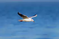 Lachm�we beobachtet die Wasseroberfl�che. - 15.02.2017