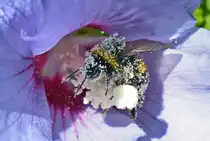 Hummel mit Tarnkleid aus Bl�tenstaub - 16.08.2016