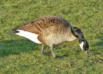 Kanadagans am Rheinufer bei Graurheindorf 21.12.2016