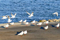 Mwen am Rheinufer in Graurheindorf - 21.12.2016