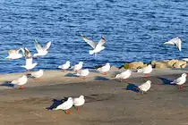 M�wen am Rheinufer in Graurheindorf - 21.12.2016