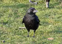 Rabe auf einer Wiese bei Bonn - 21.12.2016