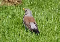 Wacholderdrossel in der Erftaue Euskirchen - 11.04.2016