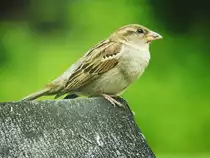 LOBLIED AUF DEN SPATZ-
ER hat kein farbenpr�chtiges Federkleid,wird auch nicht bewundert,
aber geh�rt zu den vertrautesten Singv�geln,die den Menschen fast
weltweit in D�rfer und St�dte gefolgt sind-
und jetzt geh�rt er doch tats�chlich zu den gef�hrdeten Tierarten mit
Bedrohungsstufe 3(von 4).....
hier auf Futtersuche am 12.6.2016 in Dierdorf//Westerwald...