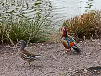 Direkt an der Br�cke die die Bahngleise �berqueren, die Sch�nefeld in Brandenburg erbarmungslos in zwei H�lften teilen, befindet sich ein Teich in dem auch Mandarinenten zu sehen sind.. Ausnahme vom 26. Februar 2017.