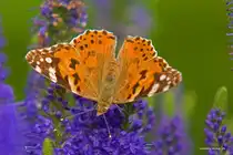 Auf der Wiese vom Nachbarn fotografiert.