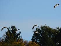 Nilgnse ber der Ruhr