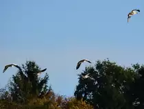 Nilg�nse �ber der Ruhr