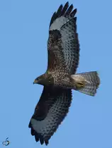 Ein Bussard kreist �ber einer Wiese.