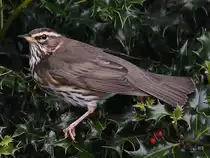 Eine Drossel g�nnt sich eine kleine Verschnaufpause.