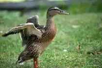 Stockente trocknet ihr Gefieder.