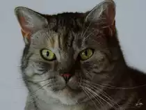 Unser Main-Coon-BKH-Haustiger