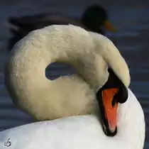 Ein H�ckerschwan im Portrait.