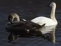 Zwei H�ckerschw�ne auf der Ruhr