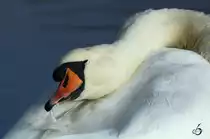 Ein H�ckerschwan bei der Gefiederpflege.