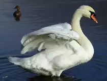 Stolzer H�ckerschwan