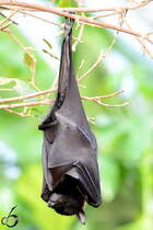 Einfach mal Abhngen...