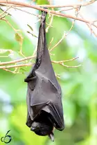 Einfach mal Abh�ngen...