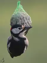 Ein Buntspecht am Meisenkn�del.