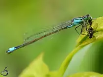 Eine Gro�e Pechlibelle verspeist ihren Fang.