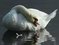 Gefiederpflege eines H�ckerschwanes