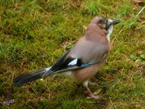 Ein Eichelhher inspiziert das Moos.