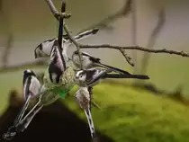 Eine Gruppe Schwanzmeisen