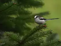 Eine Schwanzmeise, danke f�r die Info!