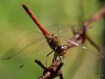 Eine Gro�e Heidelibelle im Sommer 2016.