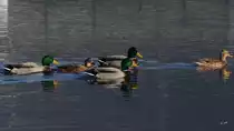 Stockenten auf der Ruhr