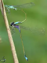 Hufeisen-Azurjungfern w�hrend der Paarung