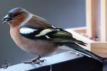 Ein Buchfink auf unserer Balkonbr�stung