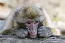 Ein Berberaffe im Tierpark �ckerm�nde