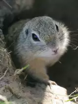 Ein Ziesel in seinem Bau im Tierpark �ckerm�nde