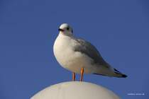 Warten auf Ftterung.