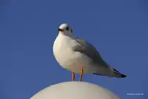 Warten auf F�tterung.