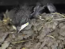 Rauchschwalbennachwuchs
