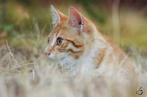 Katze im Gras