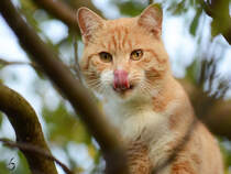 Auf dem Pflaumenbaum