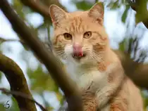 Auf dem Pflaumenbaum