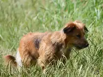 Diesen niedlichen Hundewelpen habe ich im M�rz 2017 in Laage entdeckt.