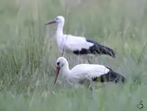 Ein Wei�storchpaar auf der Nahrungssuche